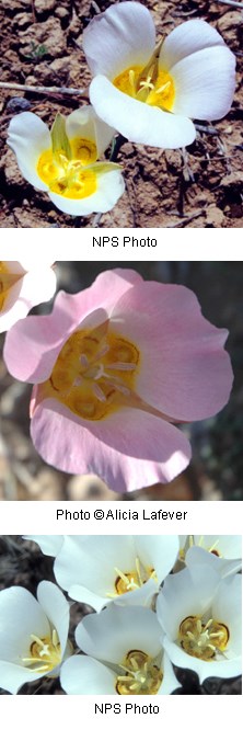 Three photos. Flowers with white or light pink large fan shaped petals with yellow centers.