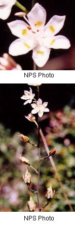 White flowers with six petals. Yellow markings in center.