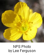 Bright yellow flower with five rounded petals.