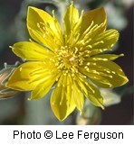 Bright yellow flower with ten tapered petals.