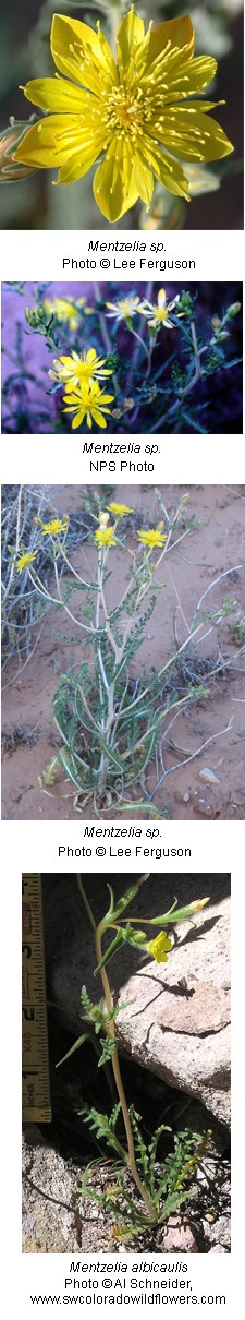 Multiple images of bright yellow flowers with 10 petals.