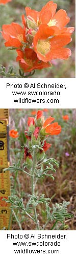 Two images of bright orangish red flowers with wide round petals.