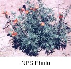 Dark green plant with orange flowers.