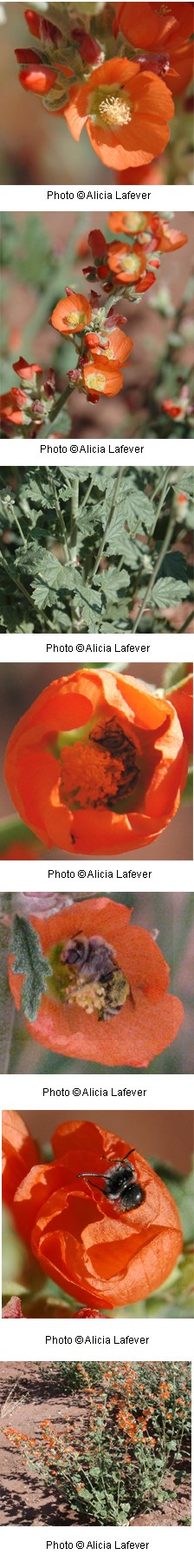 Multiple images of orange flowers with five wide petals.