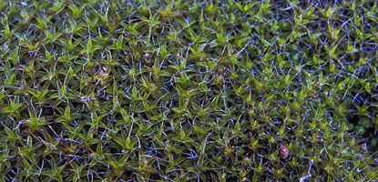 Closeup of moss on sandstone Closeup of moss on sandstone