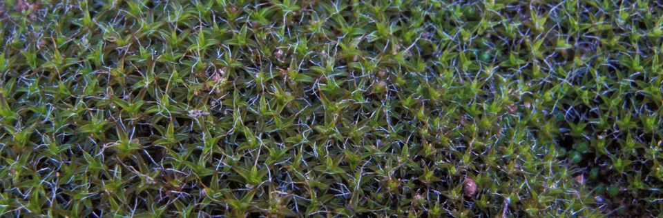 A close up of tightly packed, intertwined, green vegetation covering a surface.