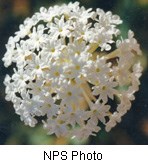 Cluster of multiple small white flowers.