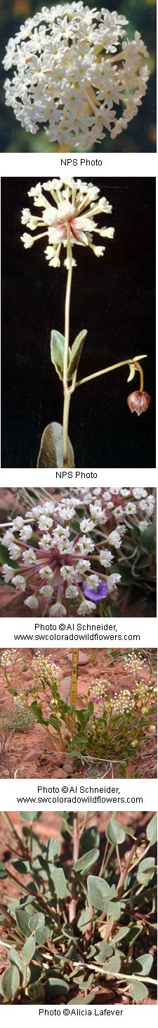 A long funnel shaped flower with multiple white blossoms that create a ball shape.