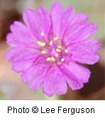 Bright pink flower with 9 petals.