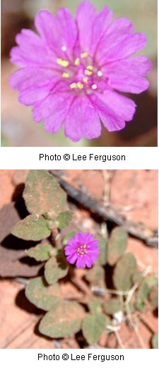 Dark pink flower with a vine-like group of oval shaped leaves in the background.