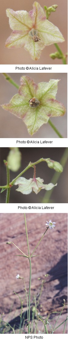 Multiple images of pale green flowers with purplish specs.