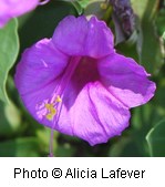 Bright pink, funnel shaped flower.