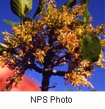 Clusters of small yellowish-brown flowers with a bright blue background.