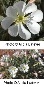 Multiple images of white flowers with four heart-shaped petals.