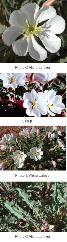 Multiple images of white flowers with four heart-shaped petals.