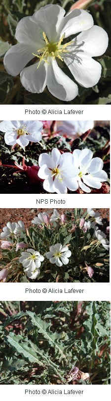 Oenothera caespitosa Oenothera caespitosa