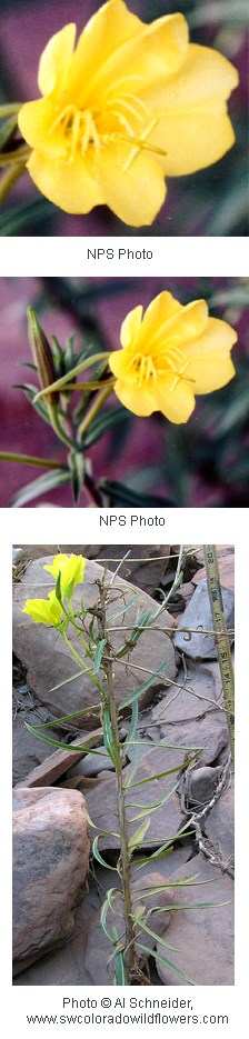 Multiple images of yellow flowers with four petals.