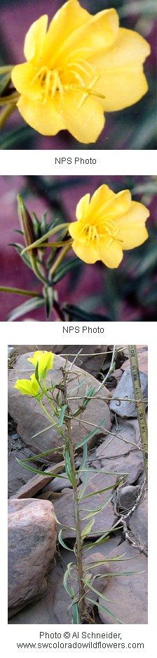 Oenothera longissima Oenothera longissima