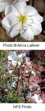 Multiple images of white flowers with four heart-shaped petals on a reddish stem.