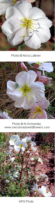 Multiple images of white flowers with four heart-shaped petals.