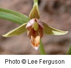 Orchid with three straight petals that are light brown to green in color with interior petals that are reddish-purple.