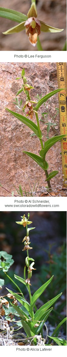 Tall green stalk with leaves that taper to a point. Flowers with three brownish pink colored petals and a yellow center.