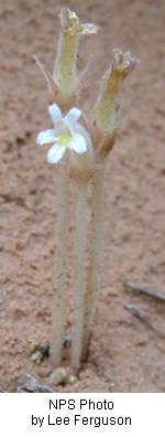 pale yellow stem with a white flower that has five petals on it.