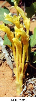 pale yellow stem with a yellow flower that has five petals on it.