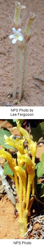 Multiple images of a pale-yellow stem with a white flower that has five petals on it.