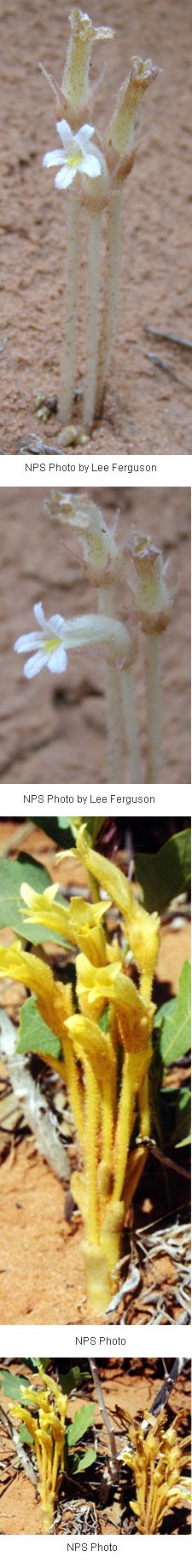 Multiple images of yellow stems with white flowers on the top.