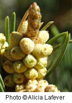 Clusters of small yellowish green cone shaped flowers.