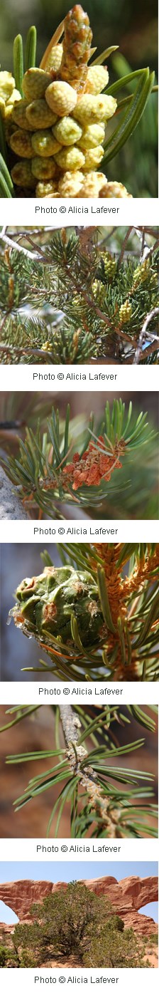 Multiple images of pine trees with clusters of yellowish green cones.