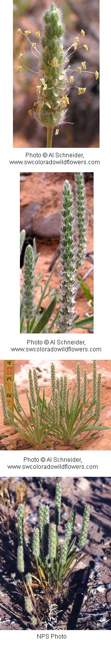 Multiple images of small pale-yellow flowers on a fuzzy green stem.