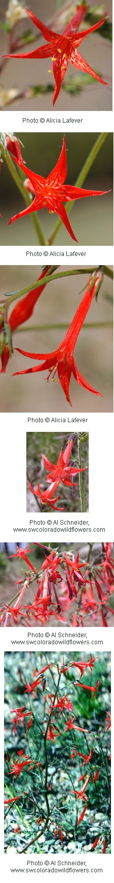 Multiple images of scarlet colored tubular flowers. The five petals come to sharp points.