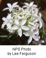 cluster of white flowers with five petals.