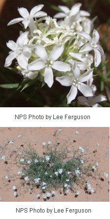 Two images of white tubular flowers with five petals in clumps of thin green stems.