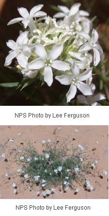 Ipomopsis congesta Ipomopsis congesta