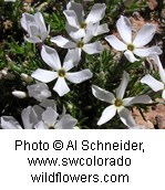 cluster of white flowers with five petals.