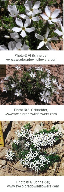 Phlox austromontana Phlox austromontana