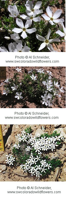 Multiple images of white flowers with five petals.