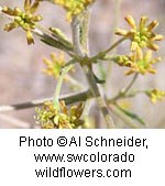 Small yellowish orange flowers.