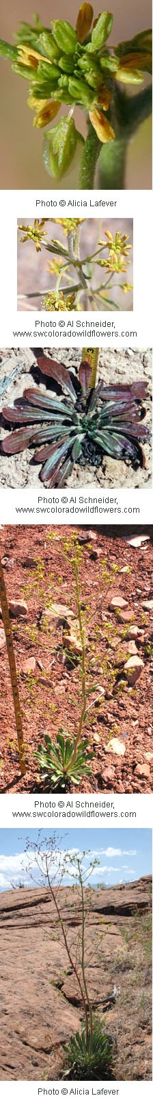 Several photos of small yellow flowers on a green stem. Background is orange colored soil and rock.