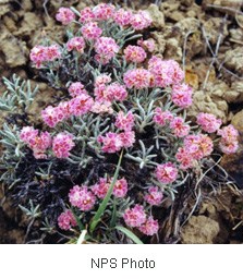 Clusters of small flowers with pink and white petals with thin silvery green leaves.