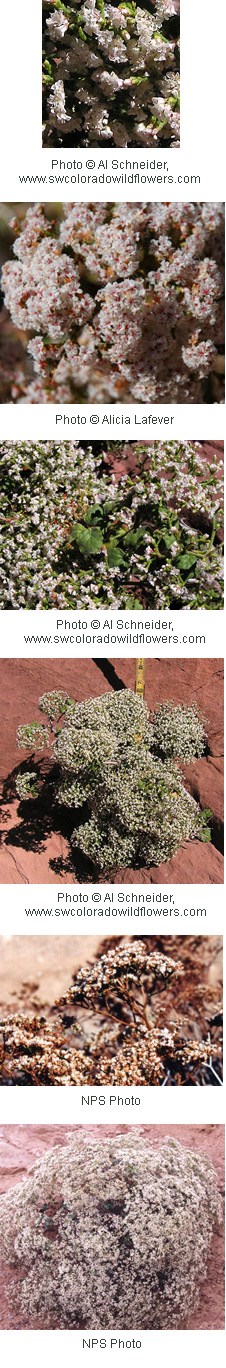 Small flowers in clusters with pinkish white petals.