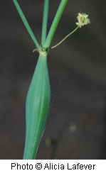 Green plant with four stems coming off of it, one has a tiny yellow flower at the tip.