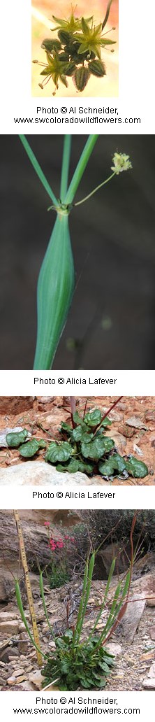 Tall green stalks with smaller stems branching off at the top with tiny yellow flowers