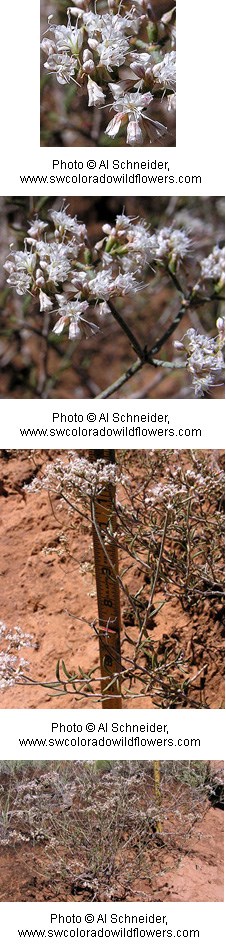 Small clusters of white flowers with lines of pink throughout the petals on a twiggy plant. Background is a orange sandy soil.