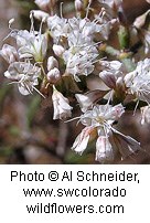 White bell-shaped flowers.