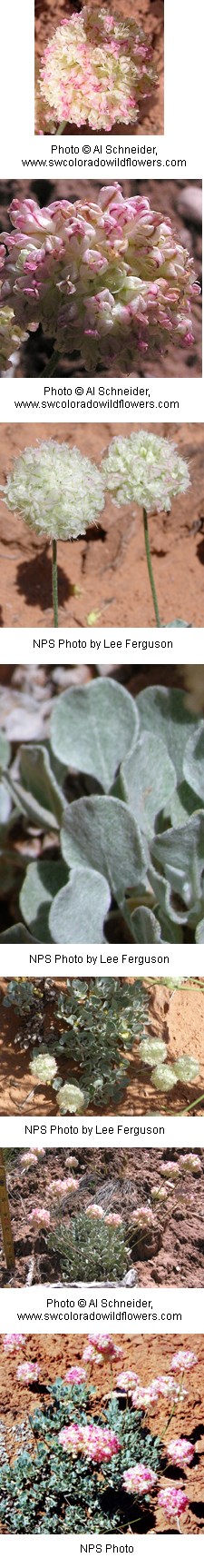 White or cream colored flowers in with hints of pink throughout in clusters on a plant with fuzzy silvery green leaves.