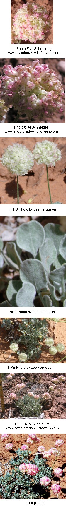Eriogonum ovalifolium Eriogonum ovalifolium